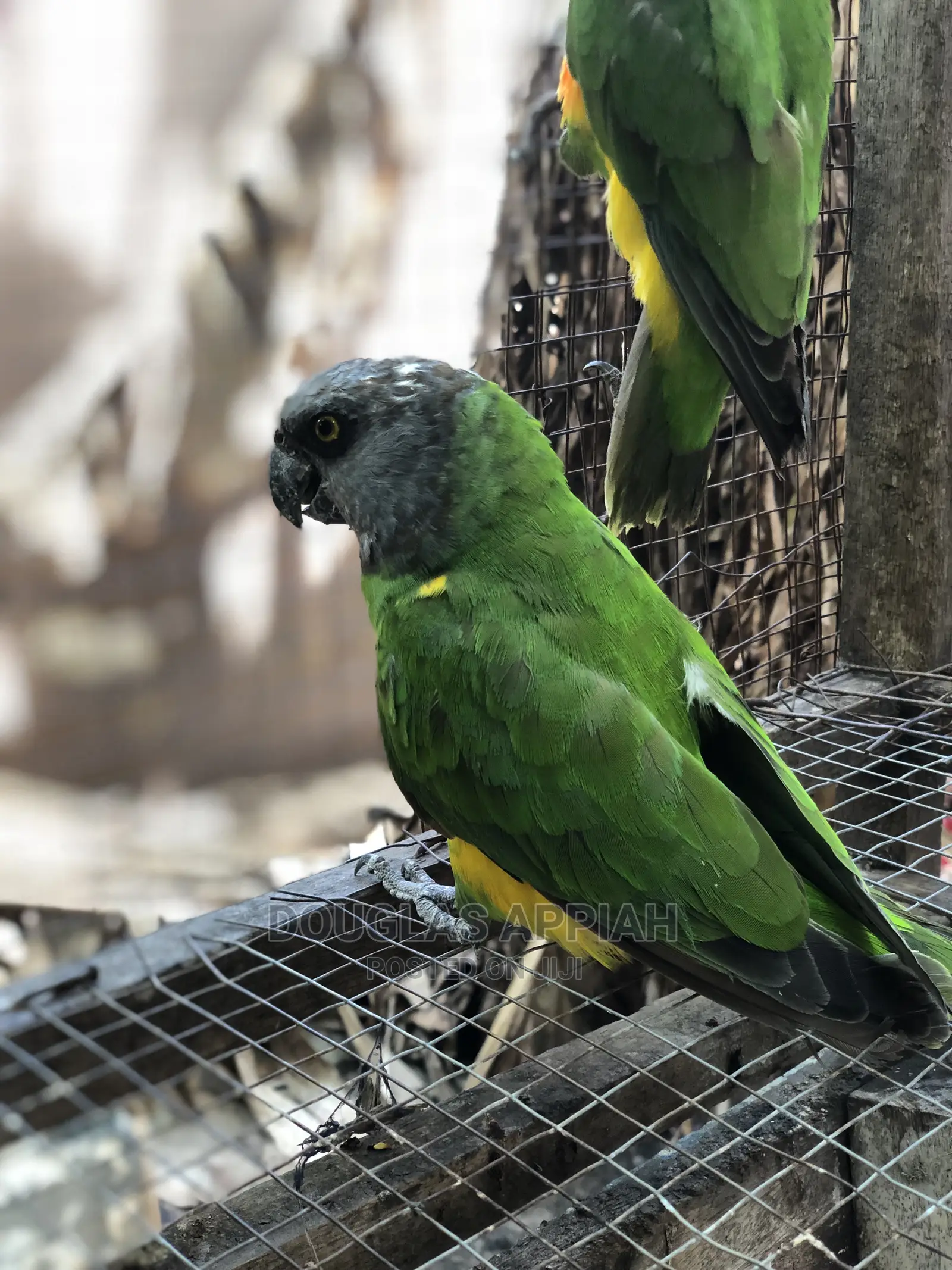 Senegalese Parrot