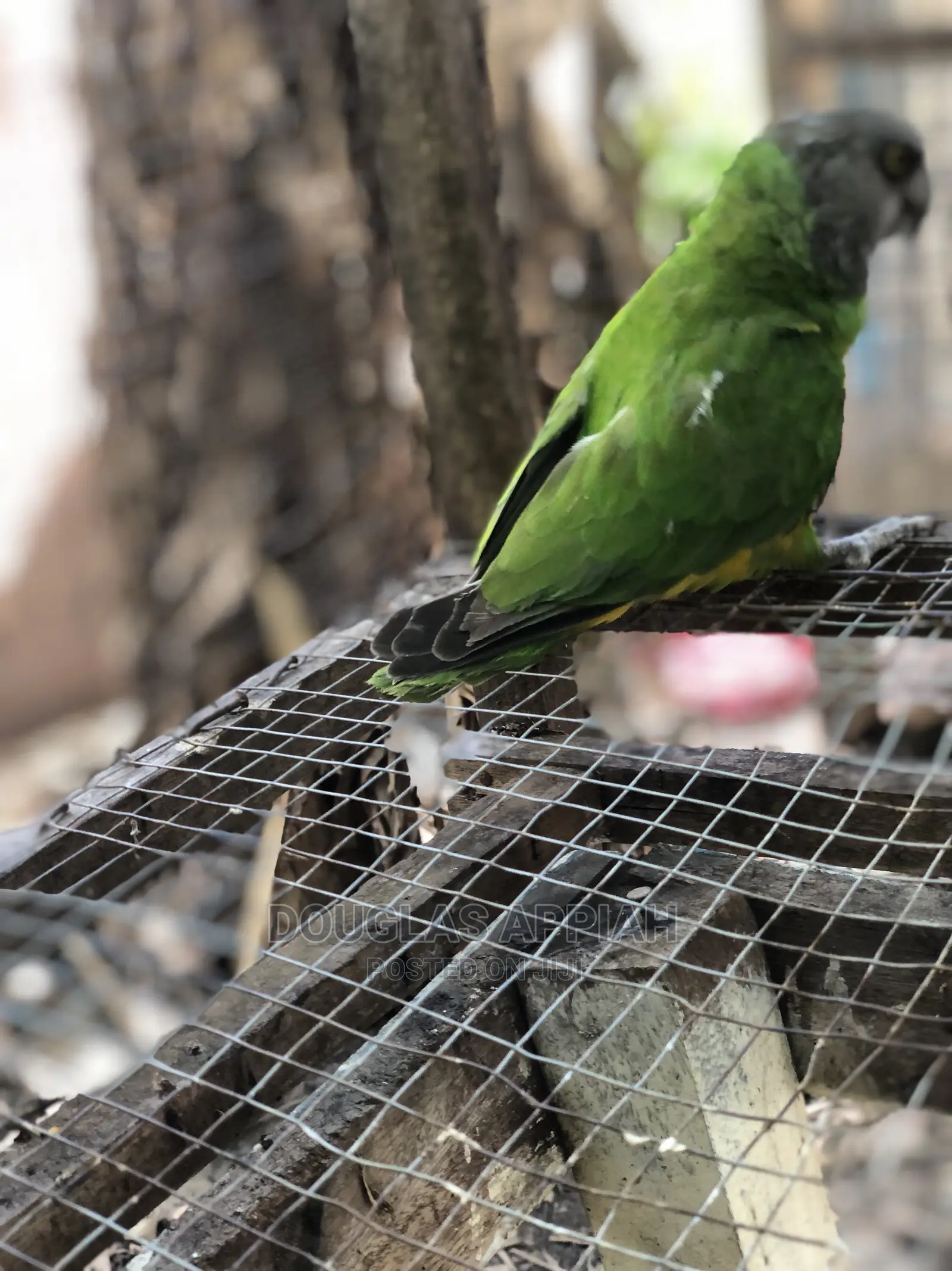 Senegalese Parrot