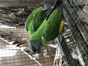 Senegalese Parrot