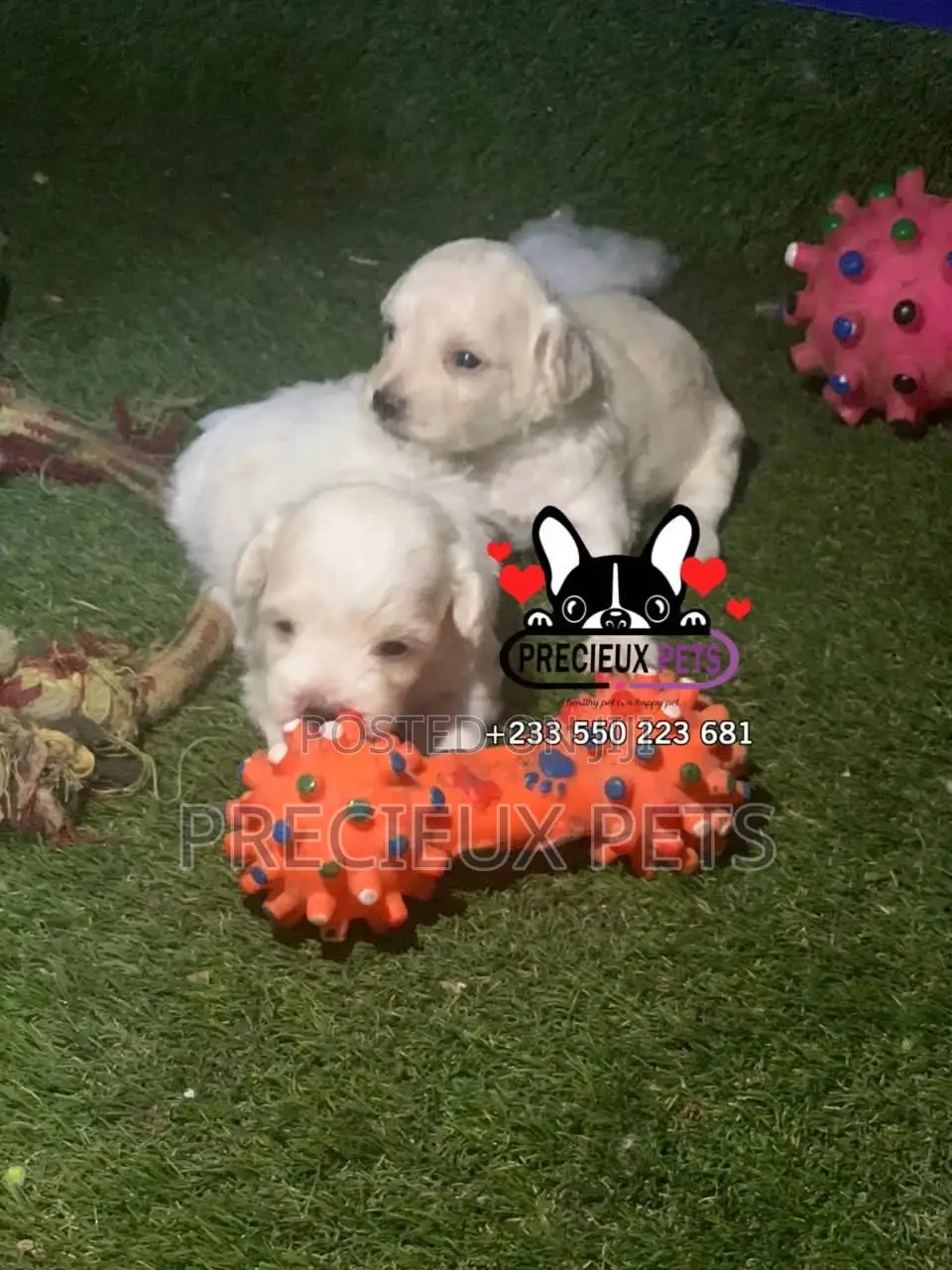 0-1 month Male Mixed Breed Maltipoo