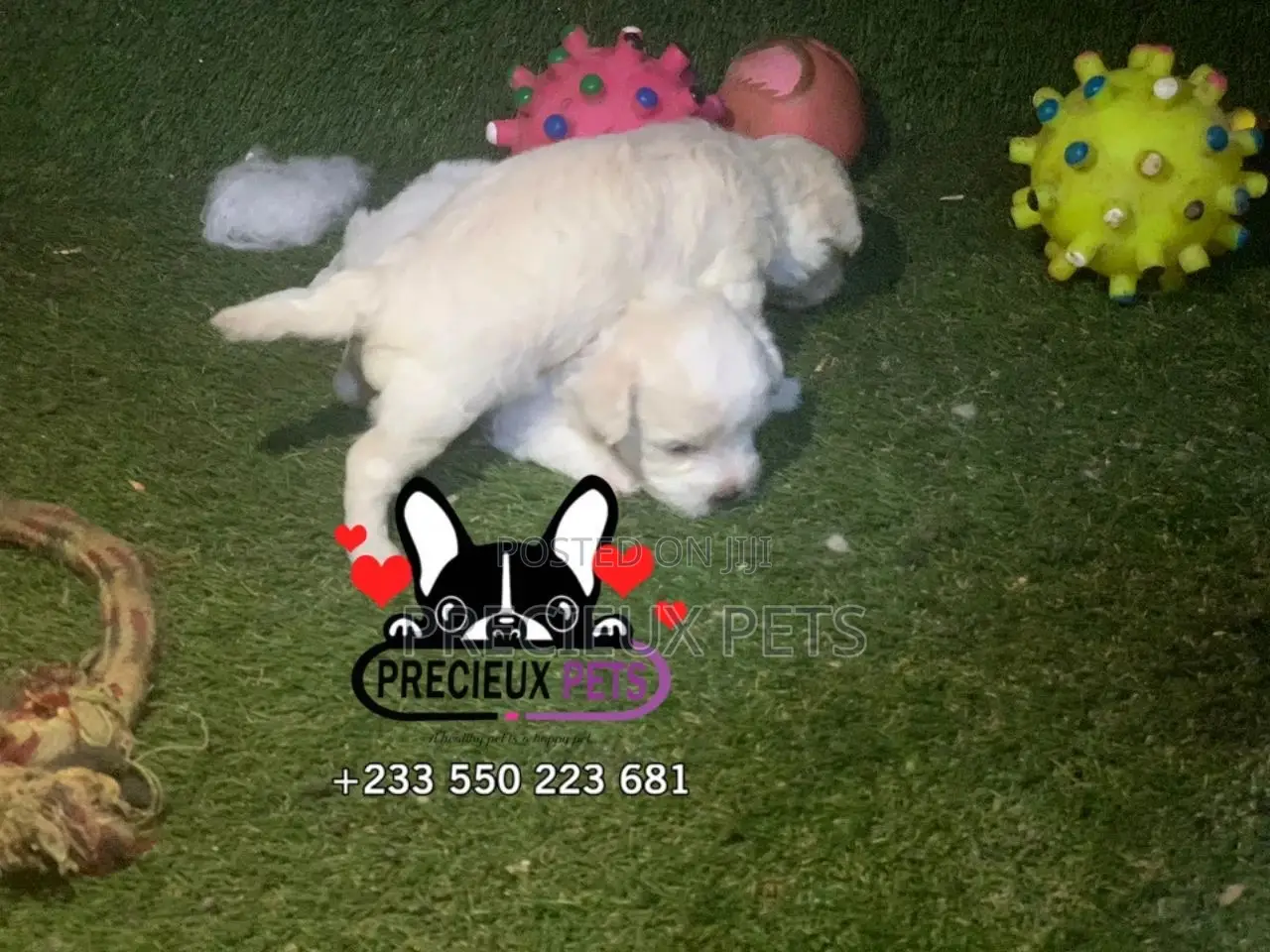 0-1 month Male Mixed Breed Maltipoo