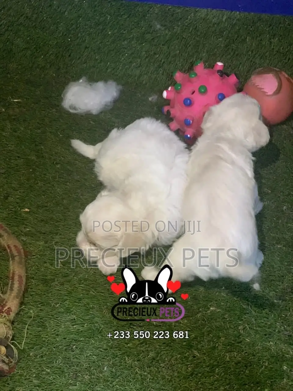 0-1 month Male Mixed Breed Maltipoo