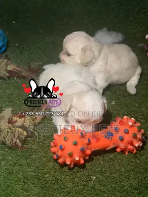 0-1 month Male Mixed Breed Maltipoo