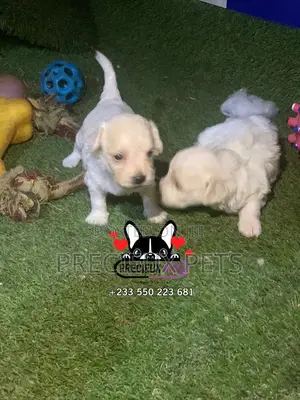0-1 month Male Mixed Breed Maltipoo