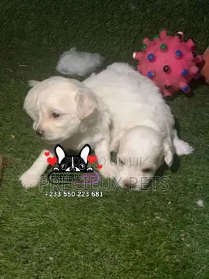 0-1 month Male Mixed Breed Maltipoo