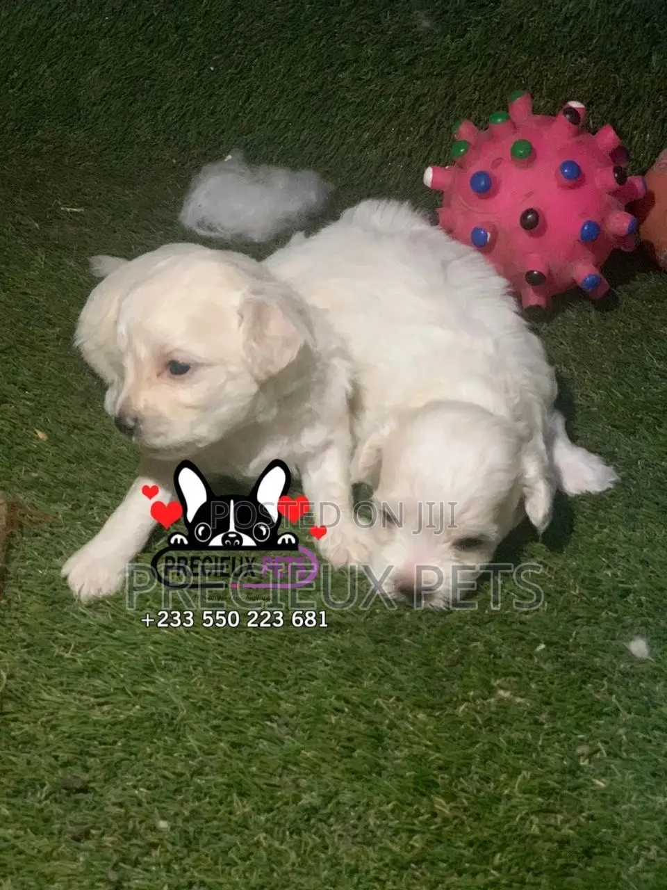 0-1 month Male Mixed Breed Maltipoo