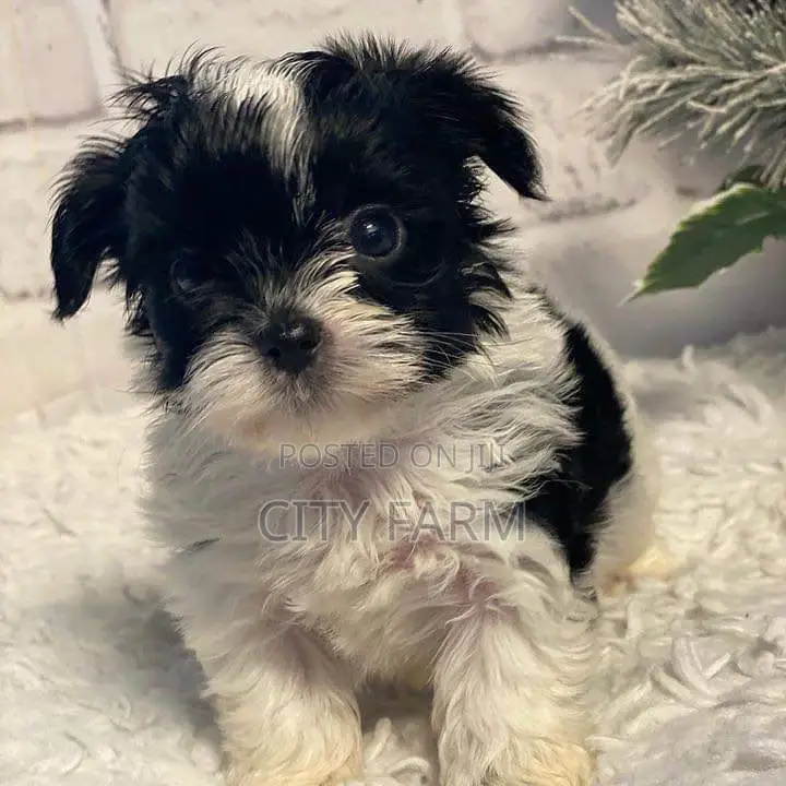 1-3 months Female Purebred Lhasa Apso