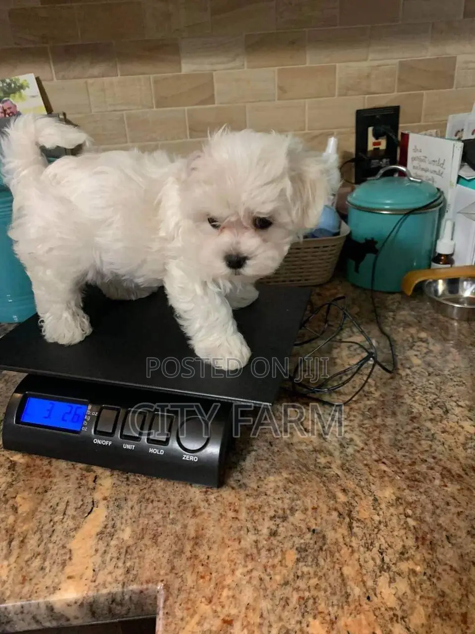 1-3 months Female Purebred Maltese