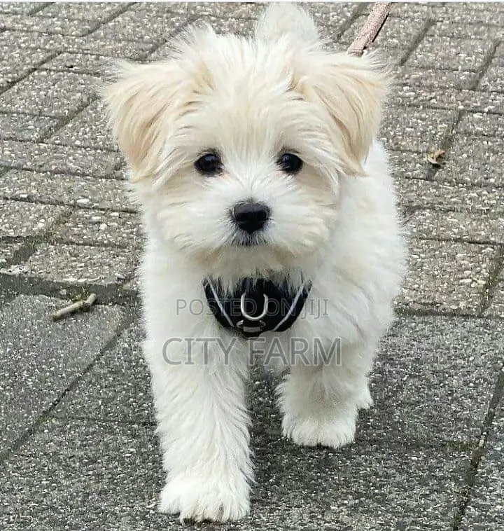 1-3 months Male Purebred Lhasa Apso
