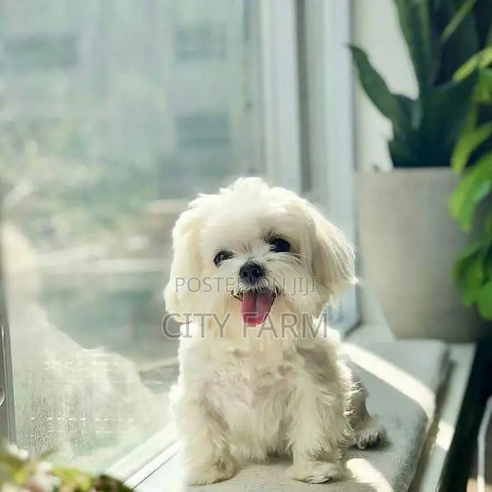 1-3 months Male Purebred Maltese
