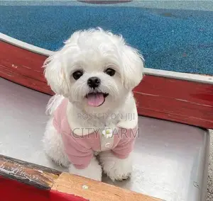 1-3 months Male Purebred Maltese