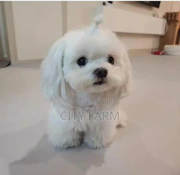 1-3 months Male Purebred Maltese