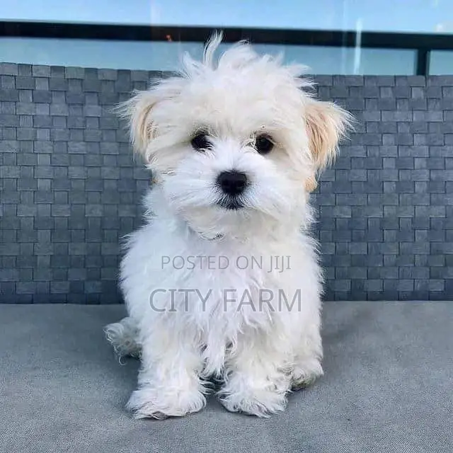 1-3 months Female Purebred Maltese