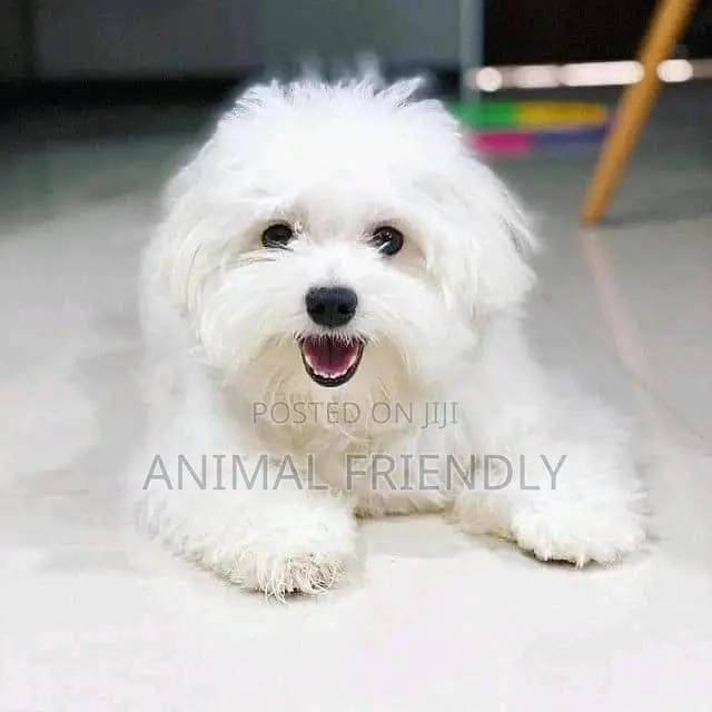 1-3 months Female Purebred Bichon Frise