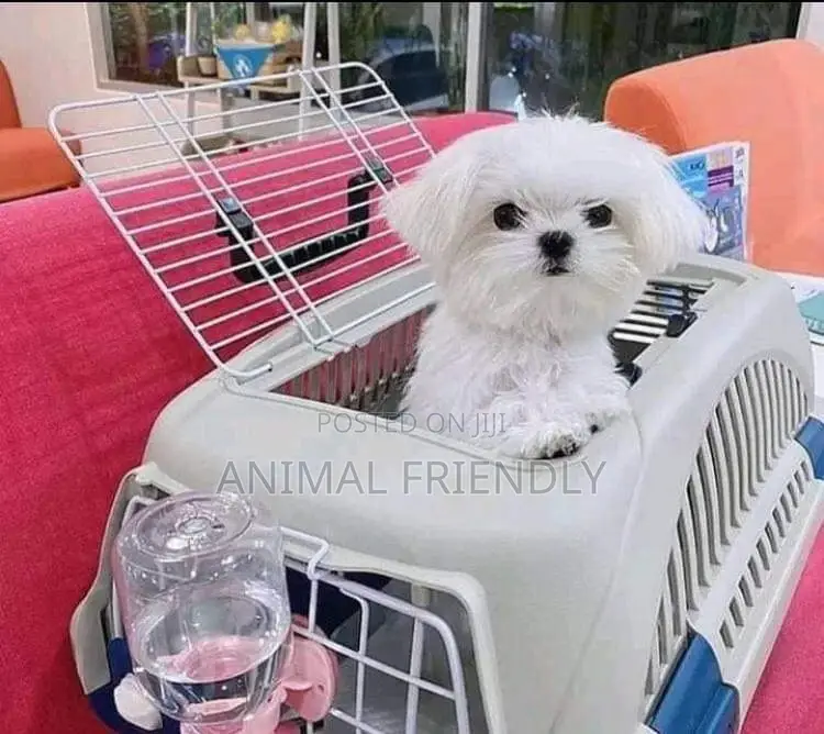 1-3 months Male Purebred Maltese