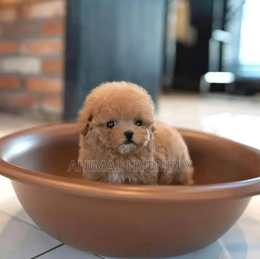 1-3 months Male Purebred Lhasa Apso