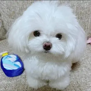 1-3 months Male Purebred Maltese
