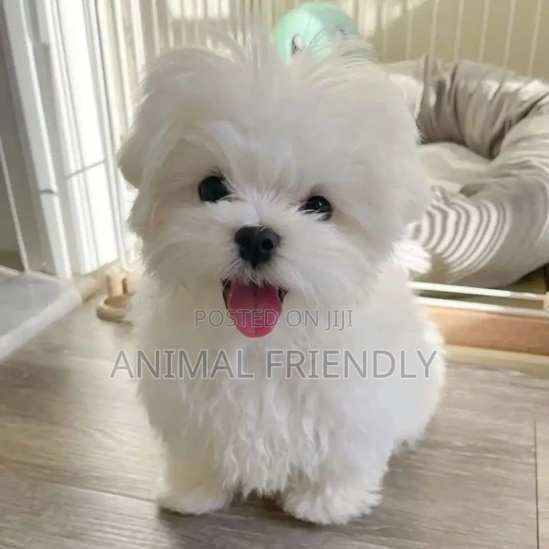 1-3 months Female Purebred Bichon Frise