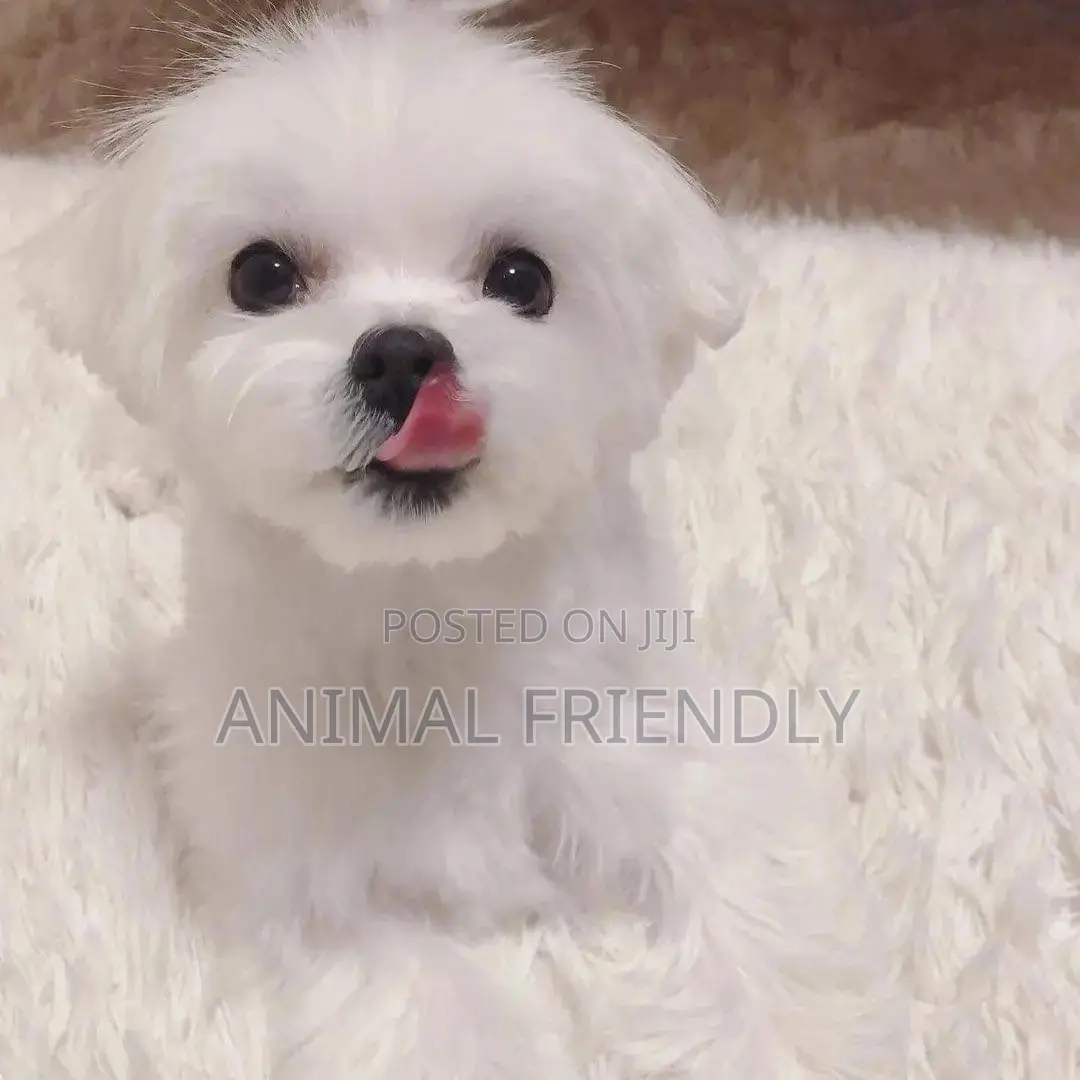 1-3 months Female Purebred Maltese
