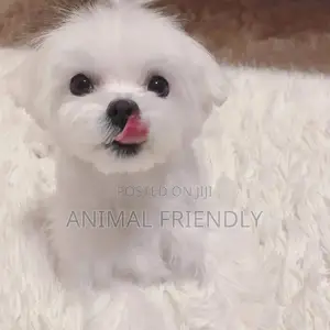 1-3 months Female Purebred Maltese