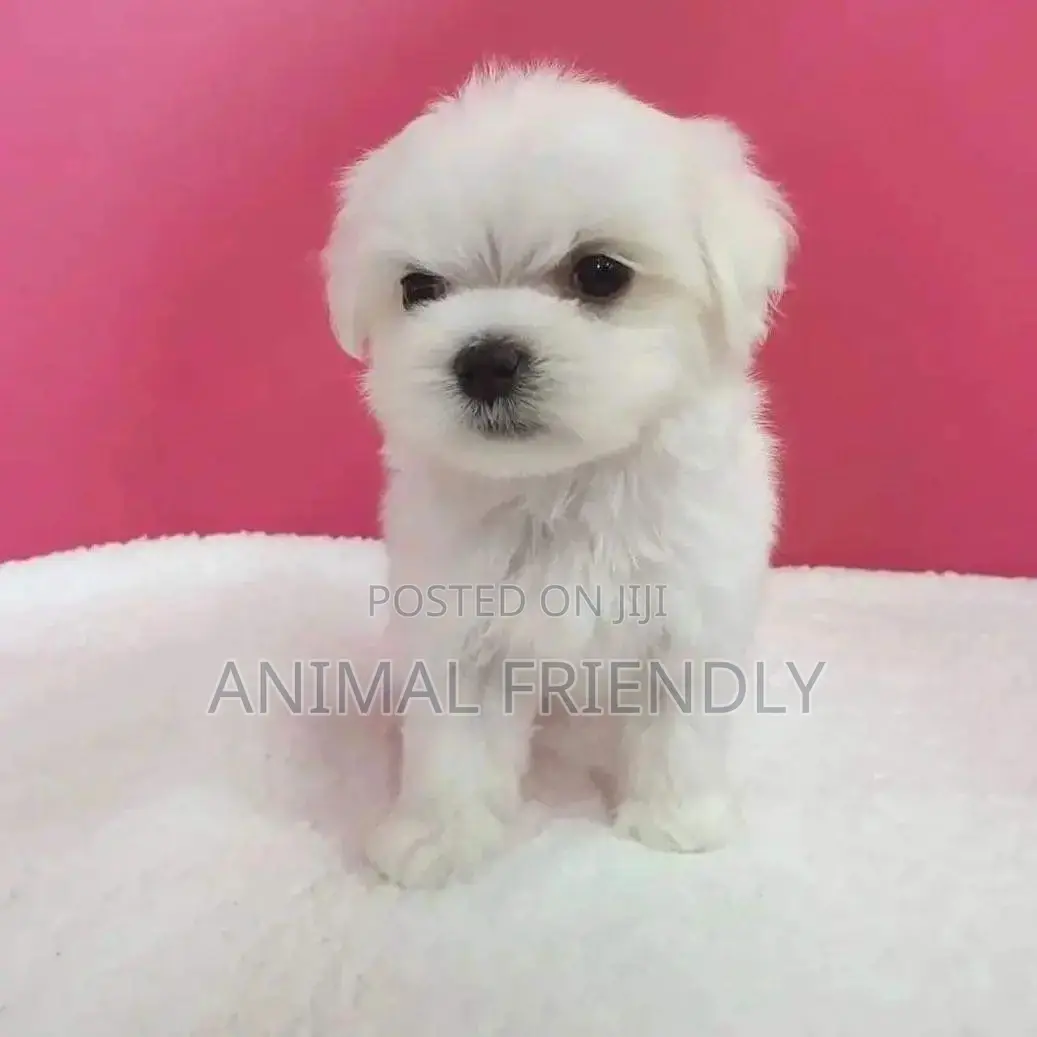 1-3 months Male Purebred Maltese
