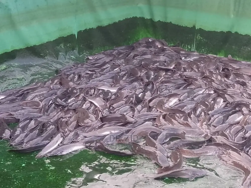 Catfish and Fingerlings