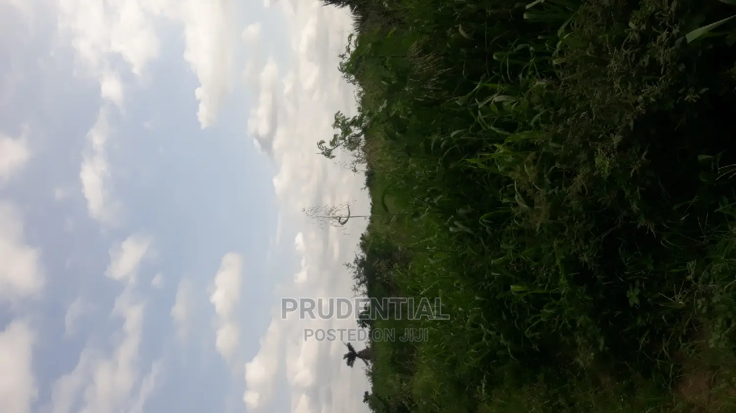 Roadside Farmland for Sale at Akuapim South — Asuboi
