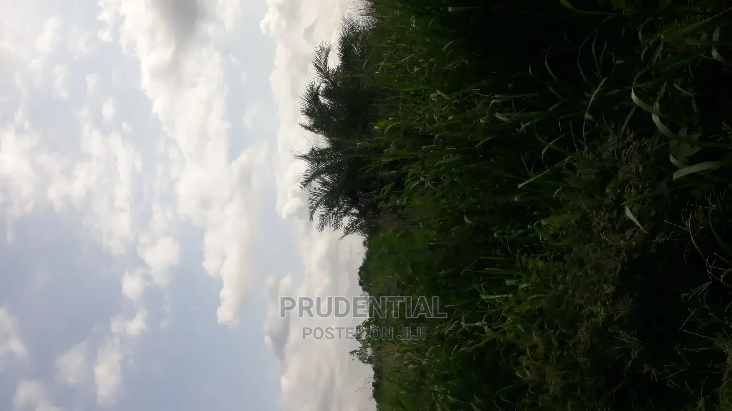 Roadside Farmland for Sale at Akuapim South — Asuboi