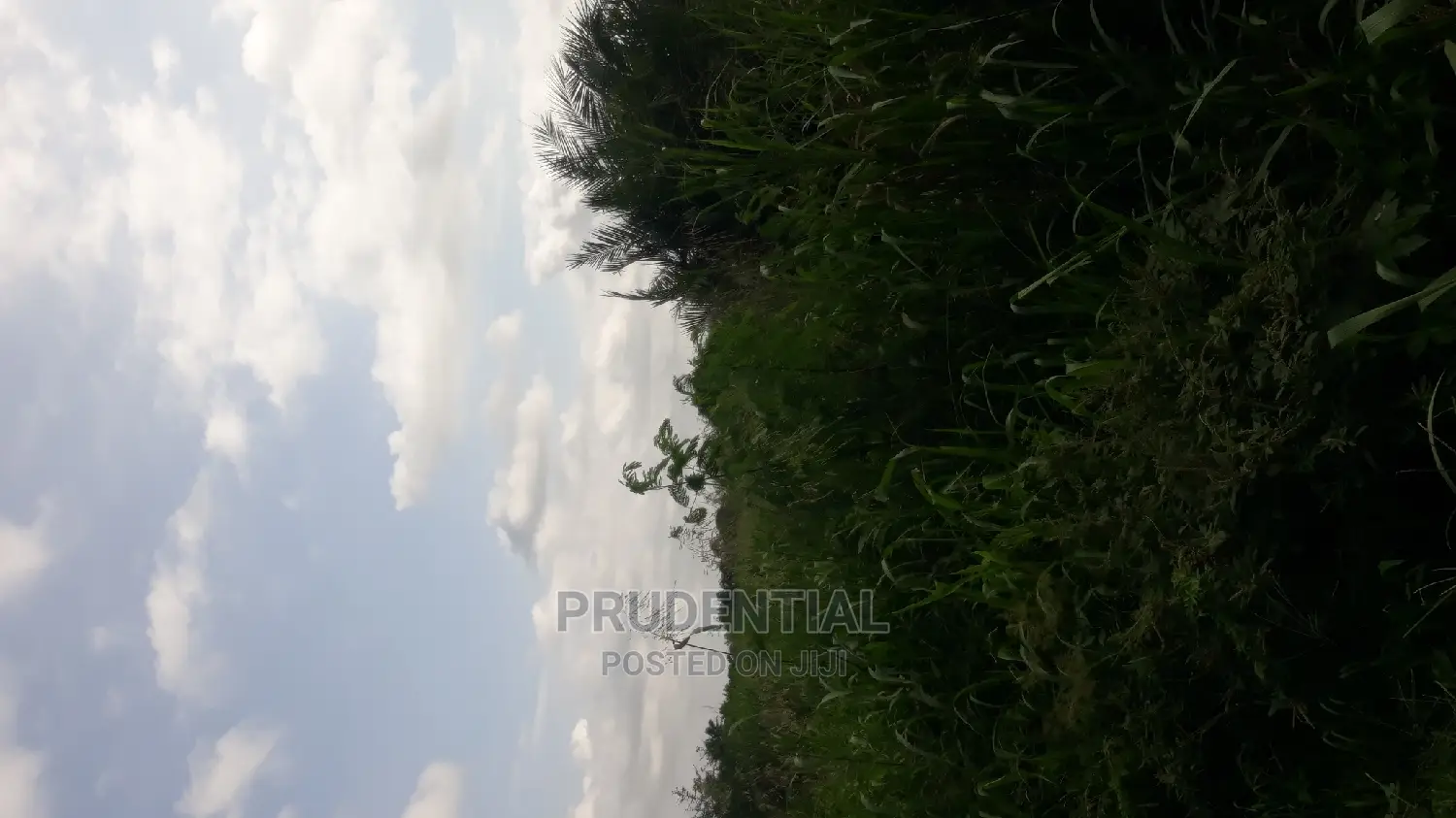 Roadside Farmland for Sale at Akuapim South — Asuboi