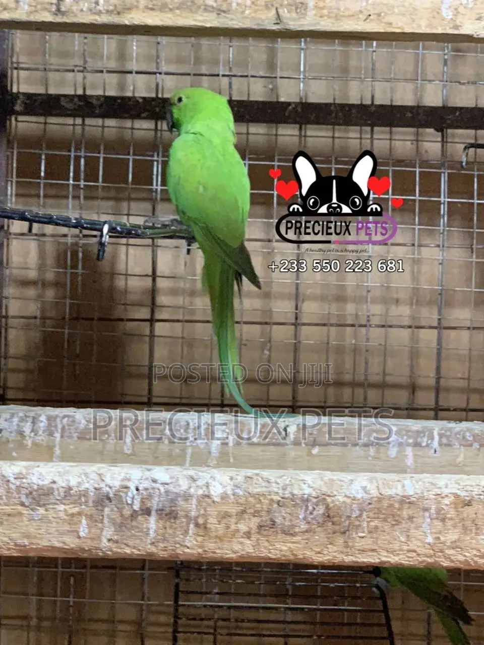 Younglings Longtail Parrots