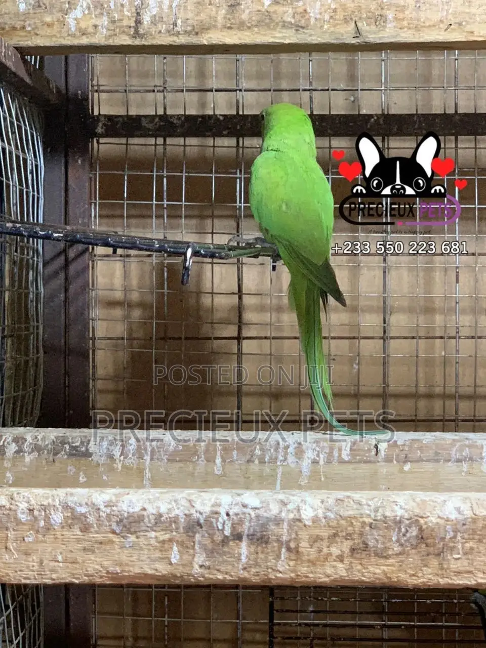 Younglings Longtail Parrots
