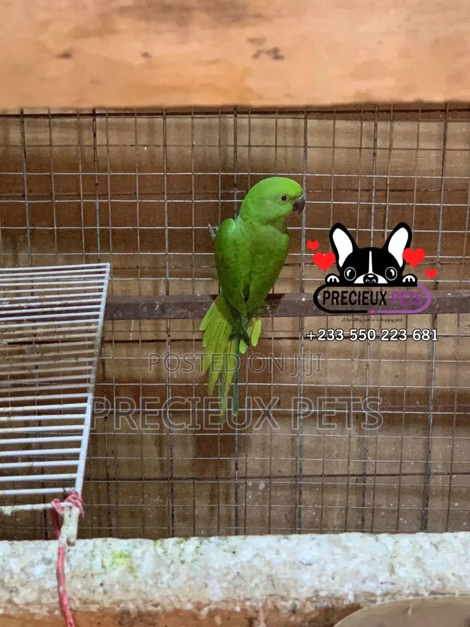 Younglings Longtail Parrots