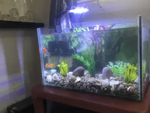 Tabletop Aquarium Setup With 5 Fishes