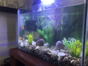 Tabletop Aquarium Setup With 5 Fishes