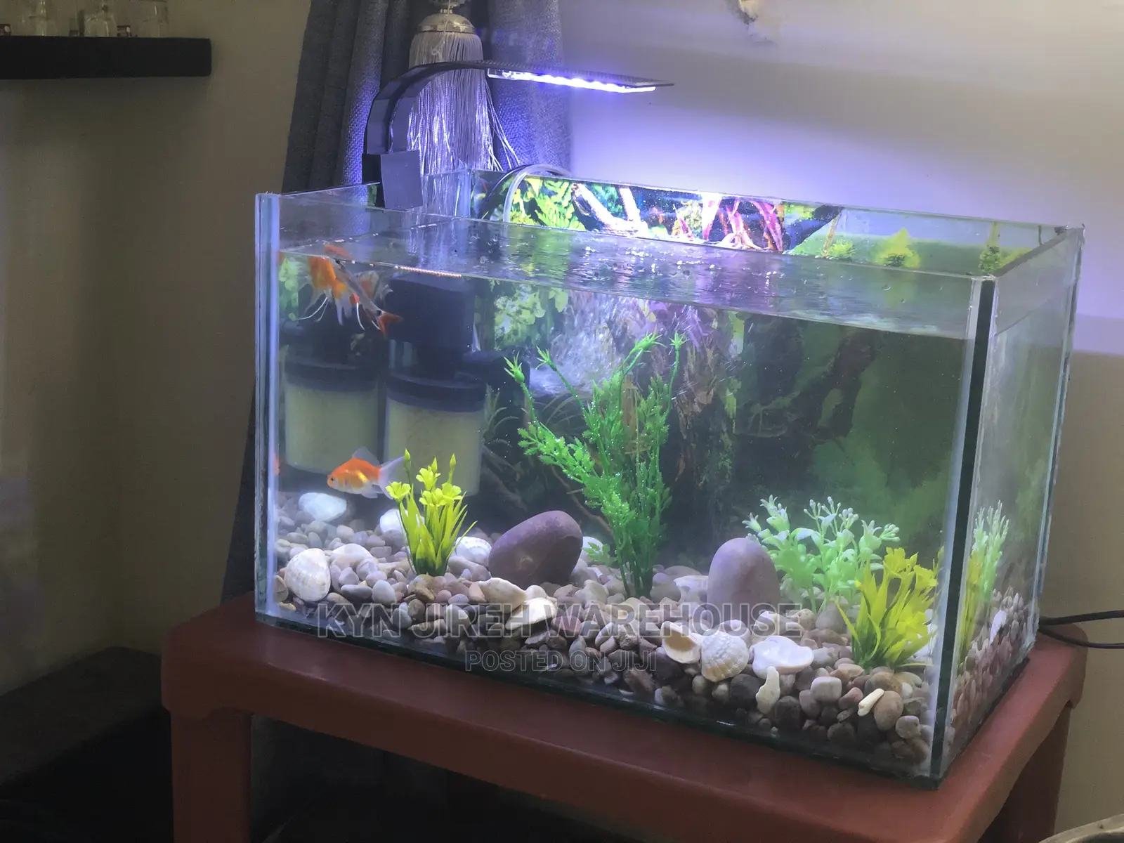 Tabletop Aquarium Setup With 5 Fishes
