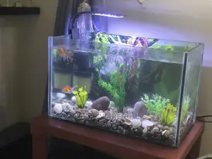 Tabletop Aquarium Setup With 5 Fishes
