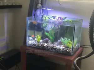 Tabletop Aquarium Setup With 5 Fishes