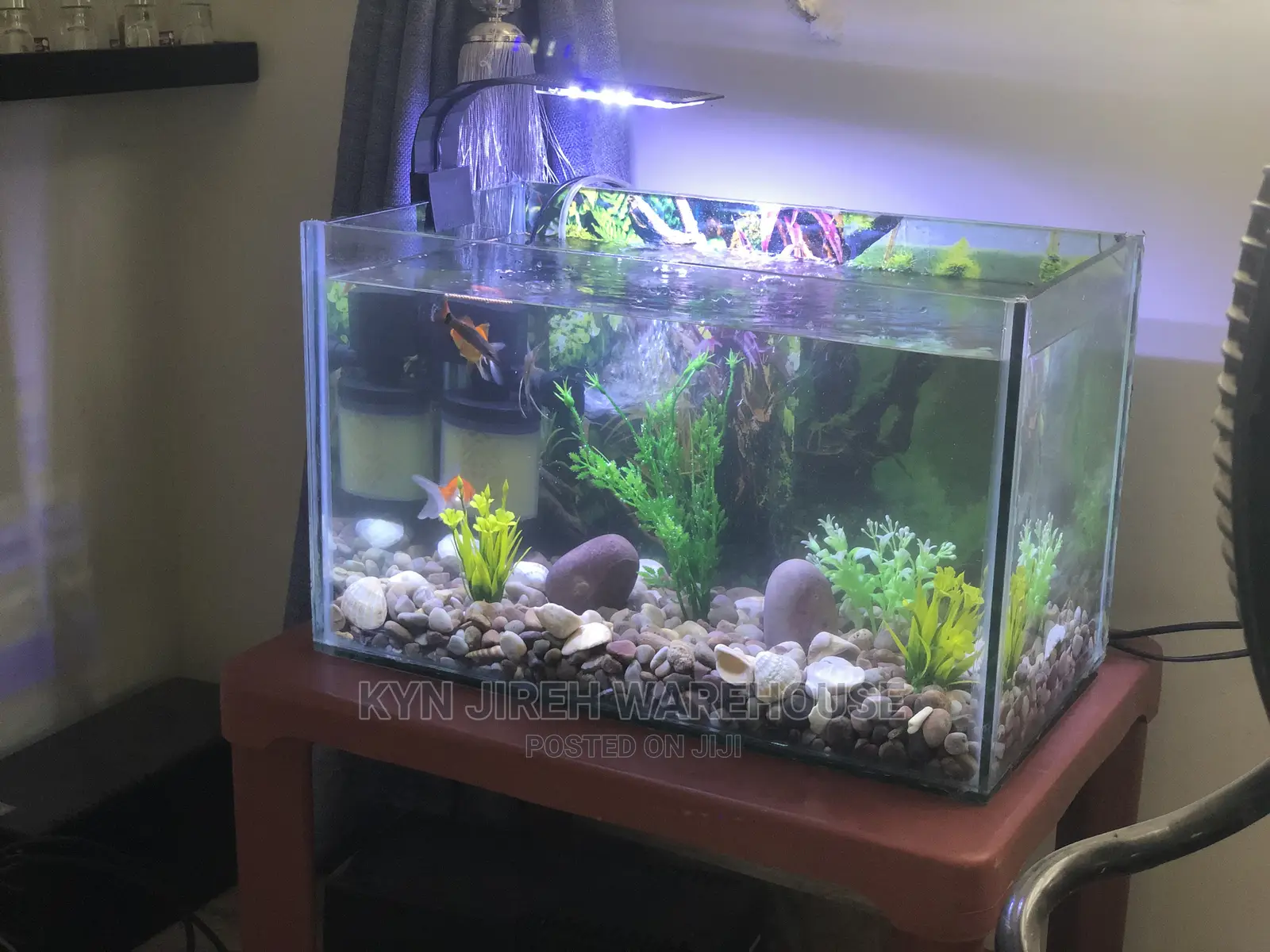 Tabletop Aquarium Setup With 5 Fishes