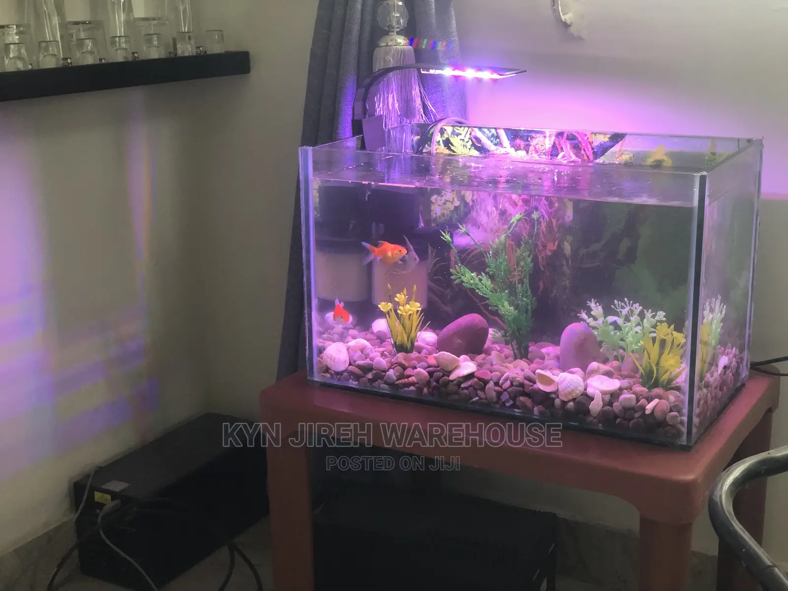 Tabletop Aquarium Setup With 5 Fishes
