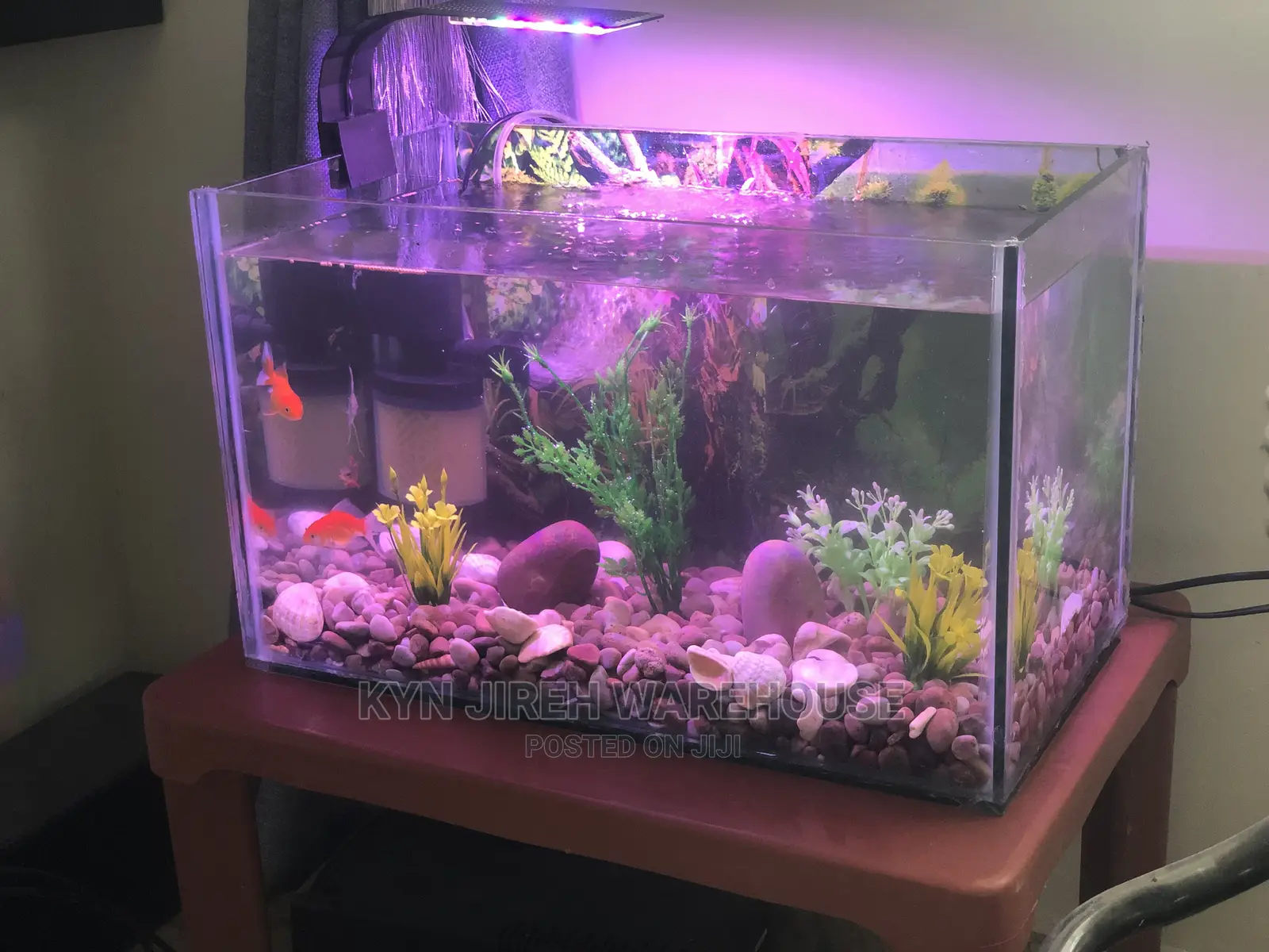 Tabletop Aquarium Setup With 5 Fishes