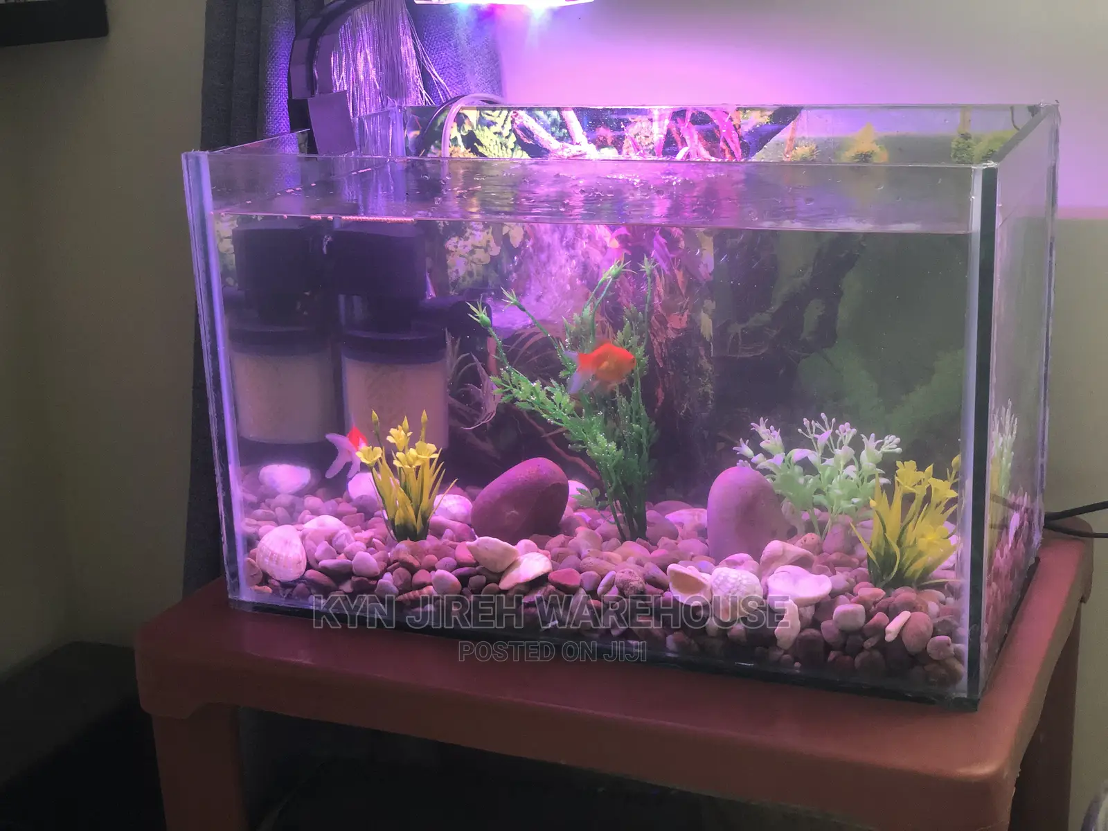 Tabletop Aquarium Setup With 5 Fishes