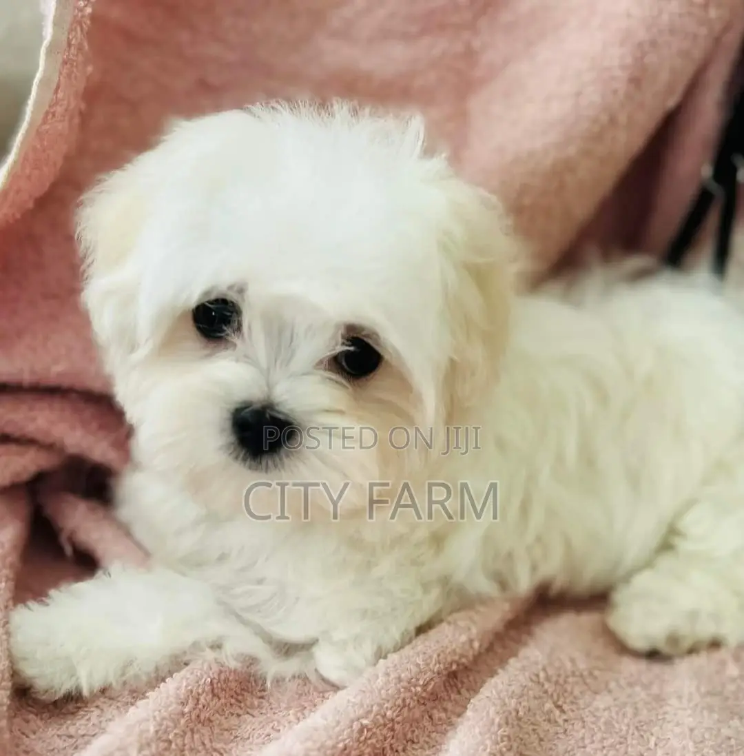1-3 months Male Purebred Poodle