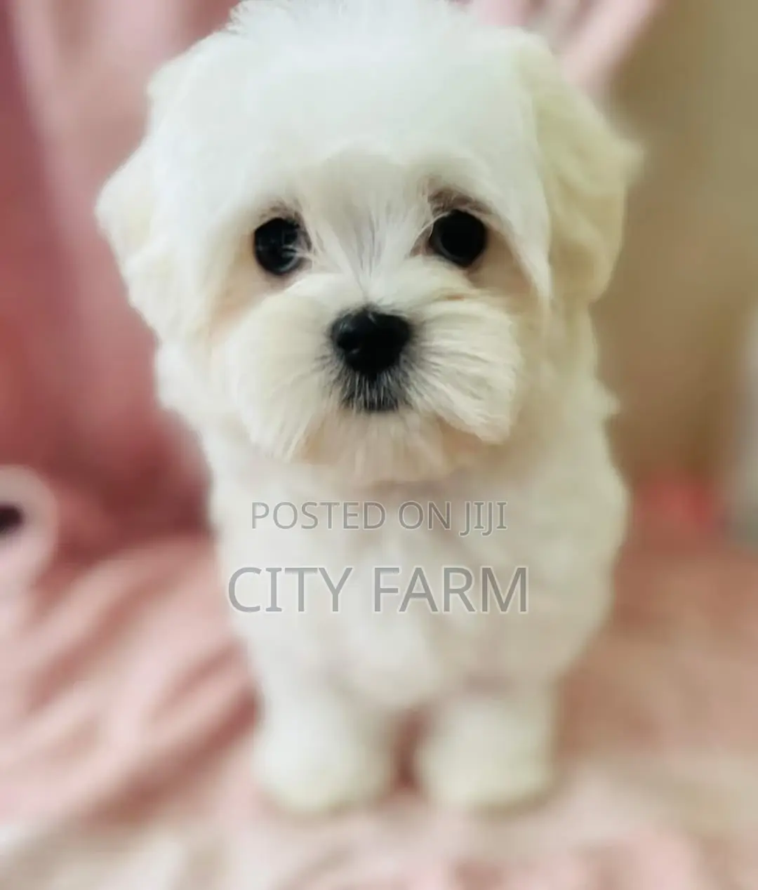 1-3 months Female Purebred Maltese