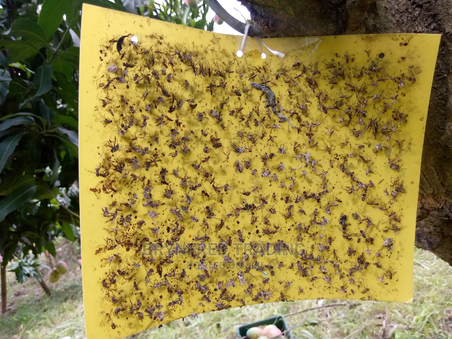 10pcs Yellow Sticky Traps/ Fly Sticker/ Glueboard for All Insects