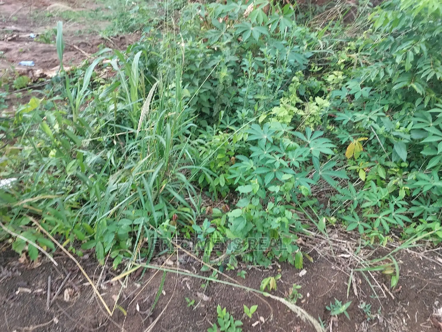 A Land at Bonwire for Sale