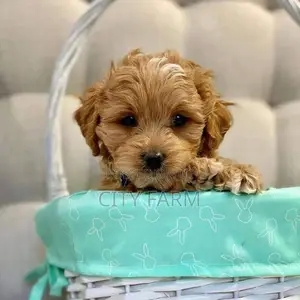 1-3 months Male Purebred Lhasa Apso