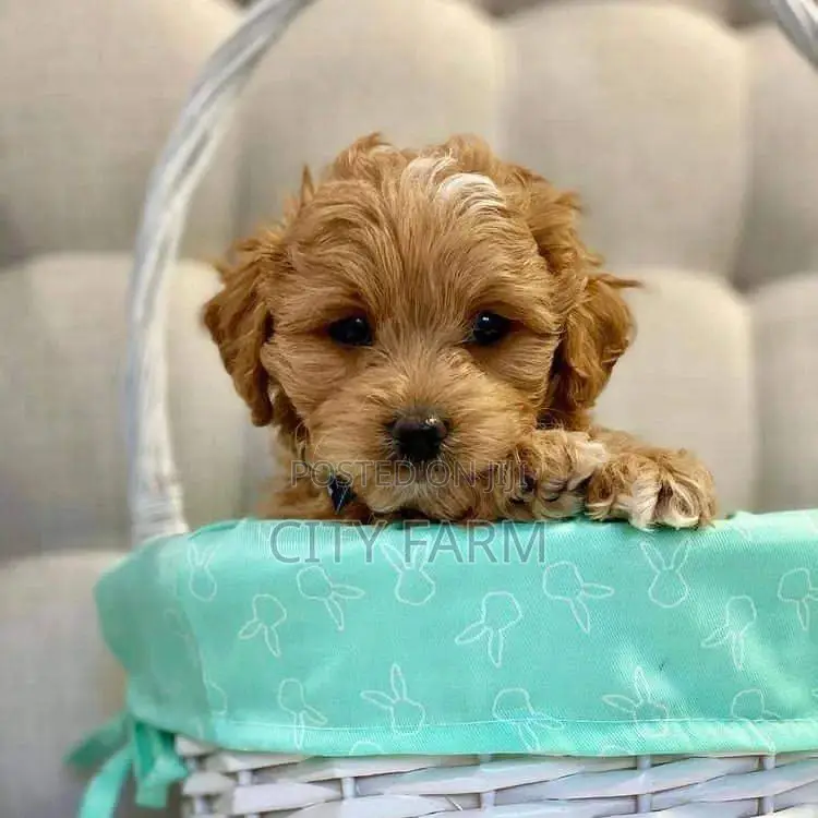 1-3 months Male Purebred Lhasa Apso