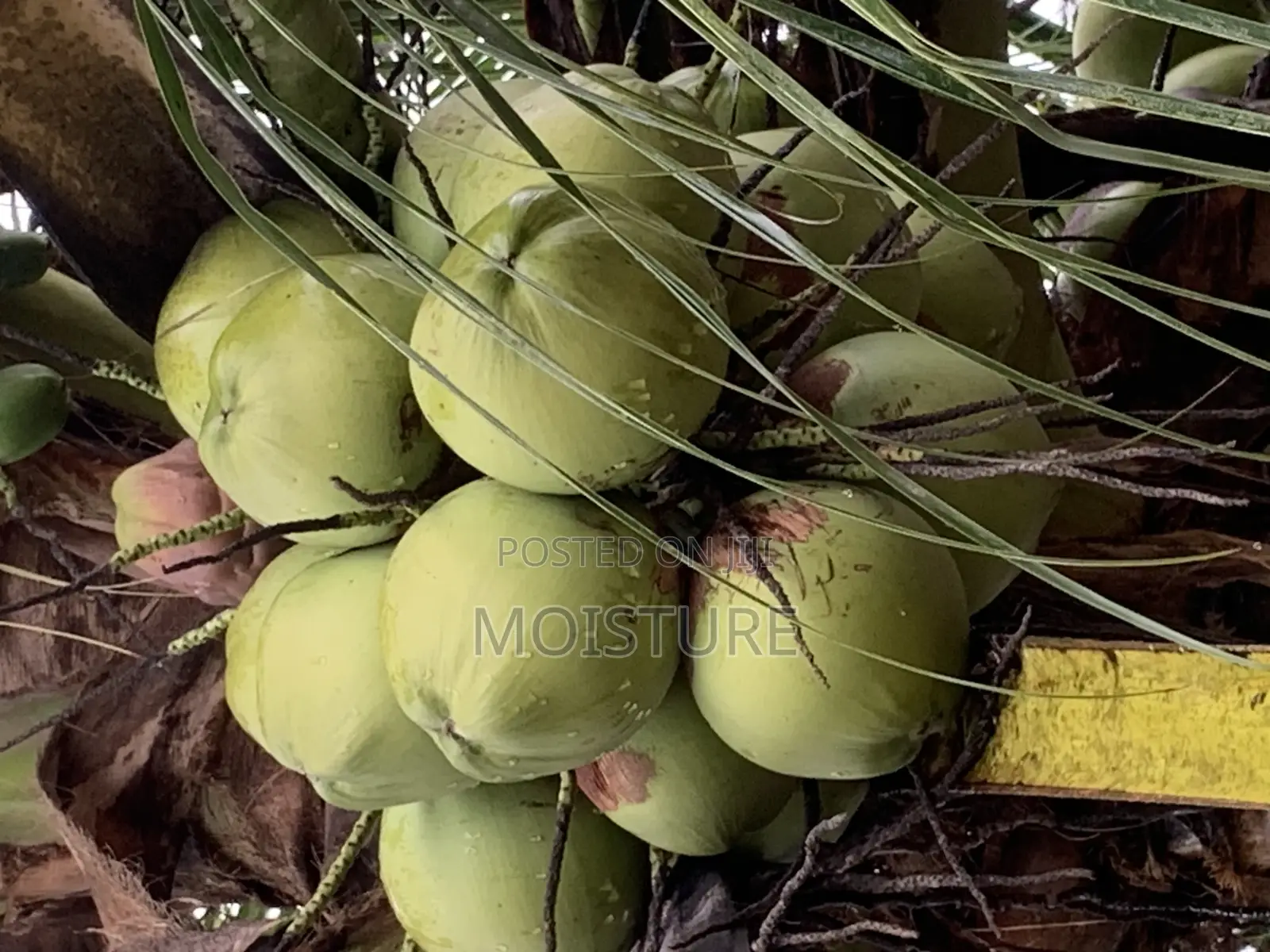Dwarf And Hybrid Coconut Seedlings