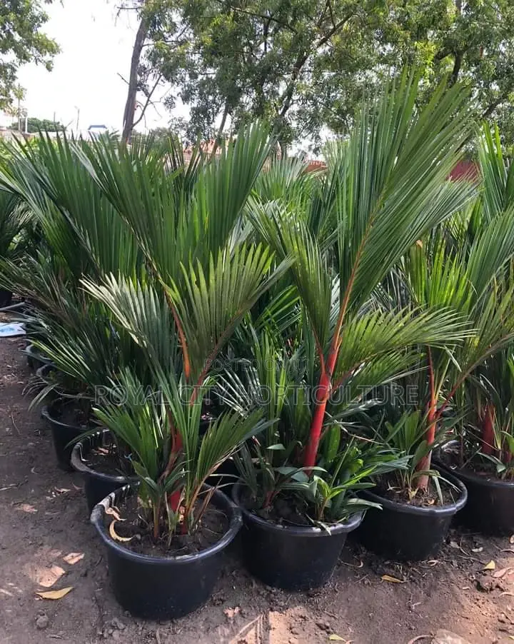 Landscaping, Flowering,Lawns Maintenance,Pruning Andplanting