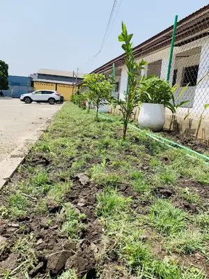 Landscaping, Flowering,Lawns Maintenance,Pruning Andplanting
